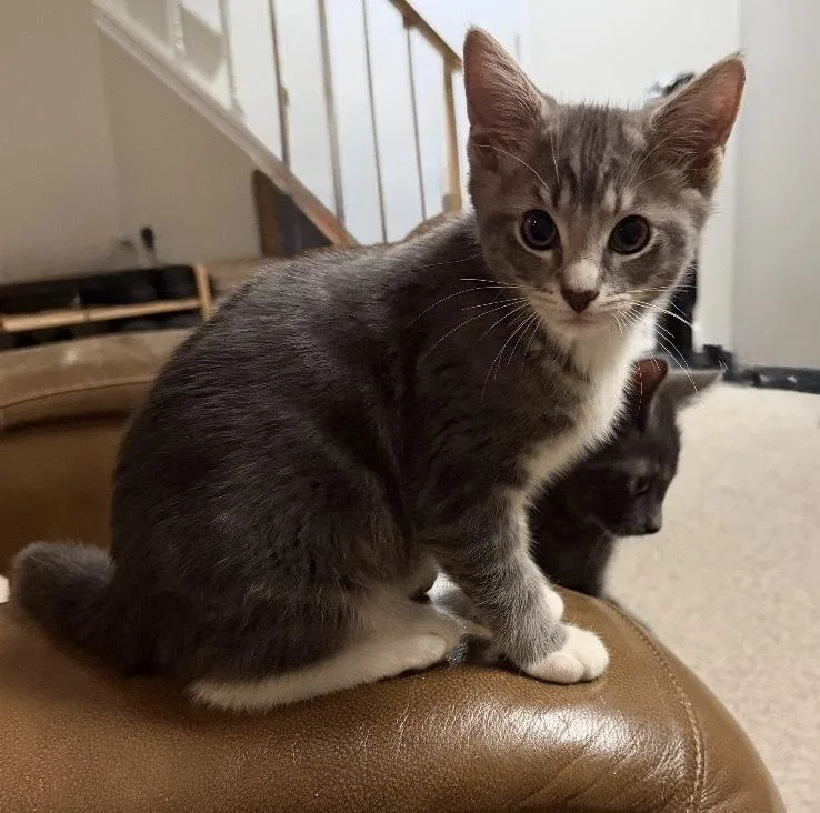 A baby small-sized male Gray & White Tabby cat named Rumours: The Chain for adoption in Warren, CT