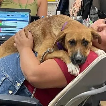 A young medium-sized female Yellow / Tan / Blond / Fawn German Shepherd Dog dog named Zest for adoption in Austin, TX