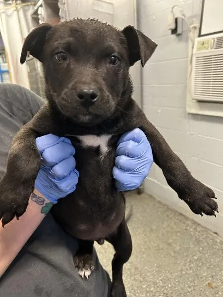 A young small-sized male Mixed Breed dog named Booger for adoption in Mobile, AL