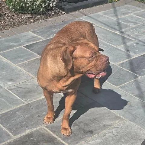 An adult large-sized female Dogue de Bordeaux dog named Jasmine for adoption in Welch, MN
