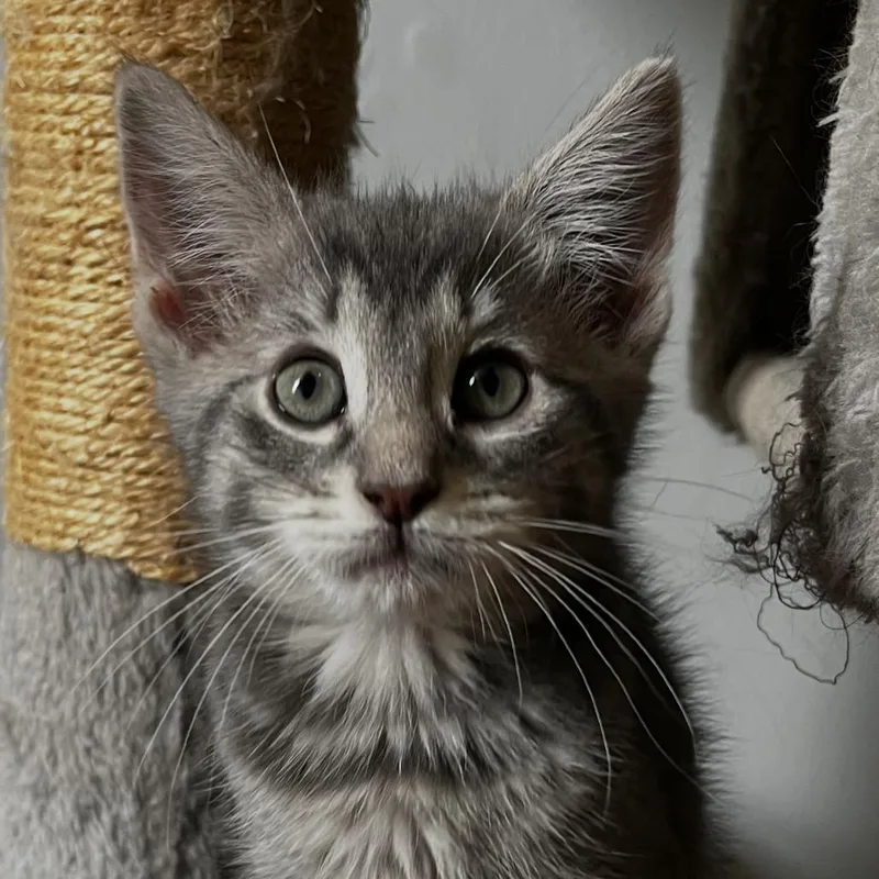 A baby small-sized female Brown / Chocolate Domestic Short Hair cat named Spaghetti for adoption in Medford, NJ