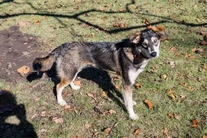 Akita thumbnail 2