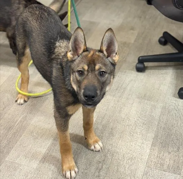 A young large-sized male Shepherd dog named Arlo for adoption in El Cajon, CA