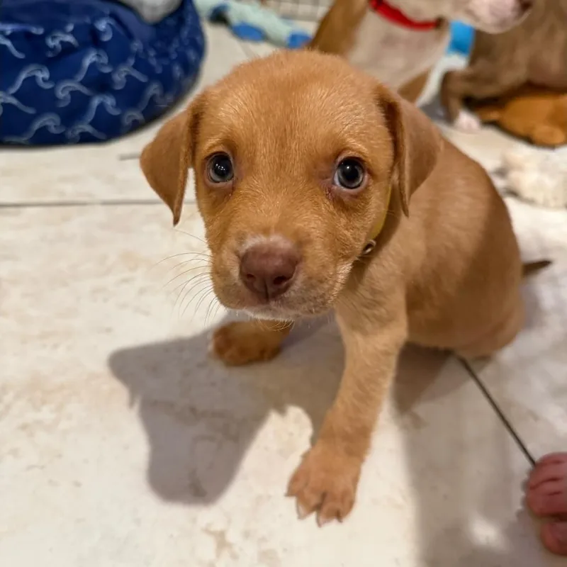 A baby medium-sized male Brown / Chocolate Pit Bull Terrier dog named Croissant for adoption in Brentwood, CA