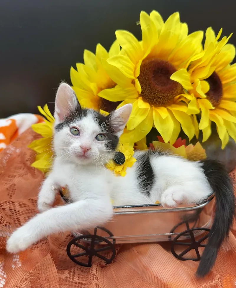 A baby small-sized female Black & White / Tuxedo Domestic Medium Hair cat named Penny for adoption in HUNTINGTON BEACH, CA