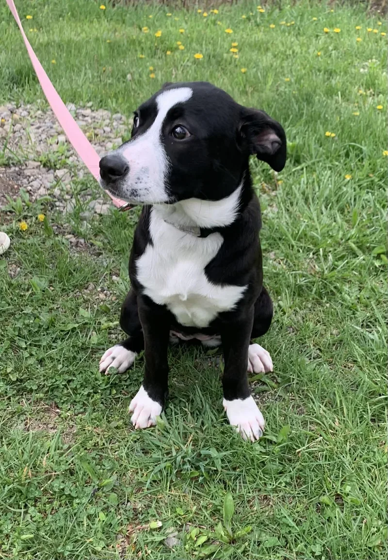 A baby medium-sized female Black Australian Cattle Dog / Blue Heeler dog named Justice for adoption in St. Clairsville, OH