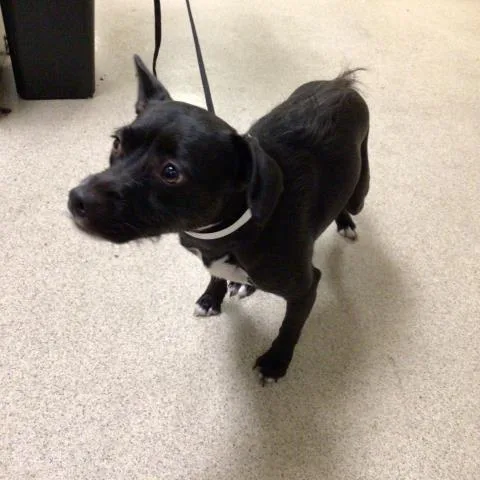 A young small-sized female Pit Bull Terrier dog named Bonnie for adoption in Riverside, CA