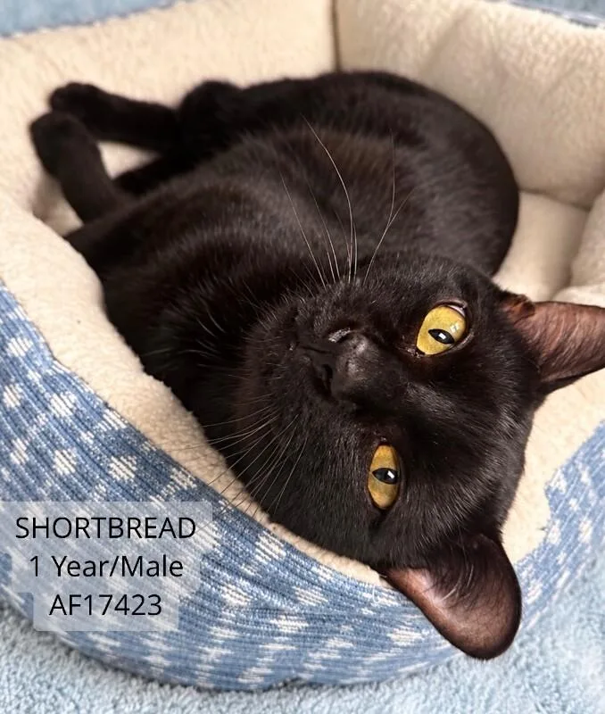 An adult medium-sized male Black Domestic Short Hair cat named Shortbread for adoption in Supply, NC