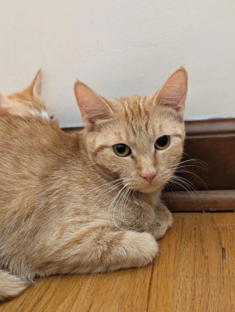 A young medium-sized female Domestic Short Hair cat named Sunshine for adoption in Buffalo, NY