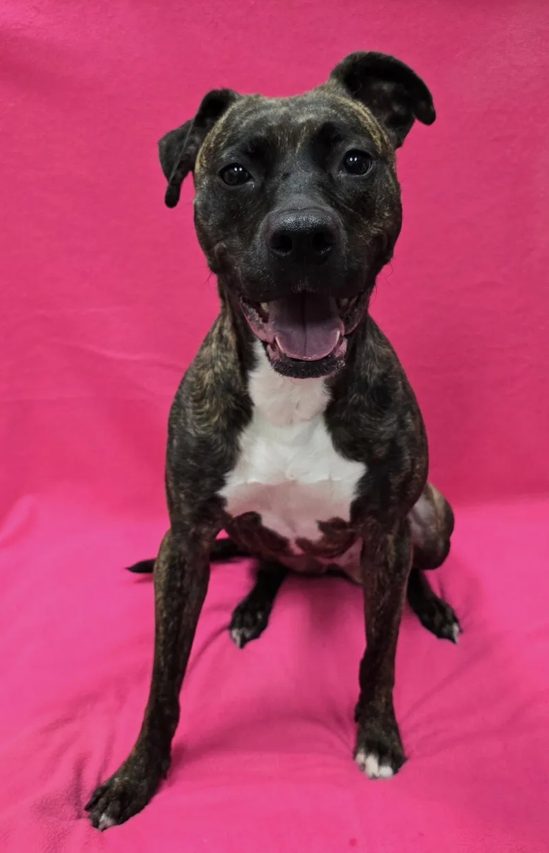 An adult medium-sized female Brindle Mixed Breed dog named Baby for adoption in Frankfort, IN