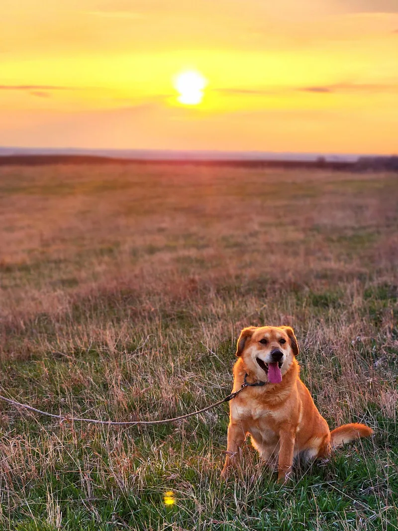 An adult large-sized male Golden Labrador Retriever dog named Morgan for adoption in Walthill, NE