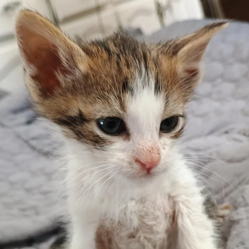 A baby small-sized male Gray / Blue / Silver Domestic Short Hair cat named Ken for adoption in Wappingers Falls, NY