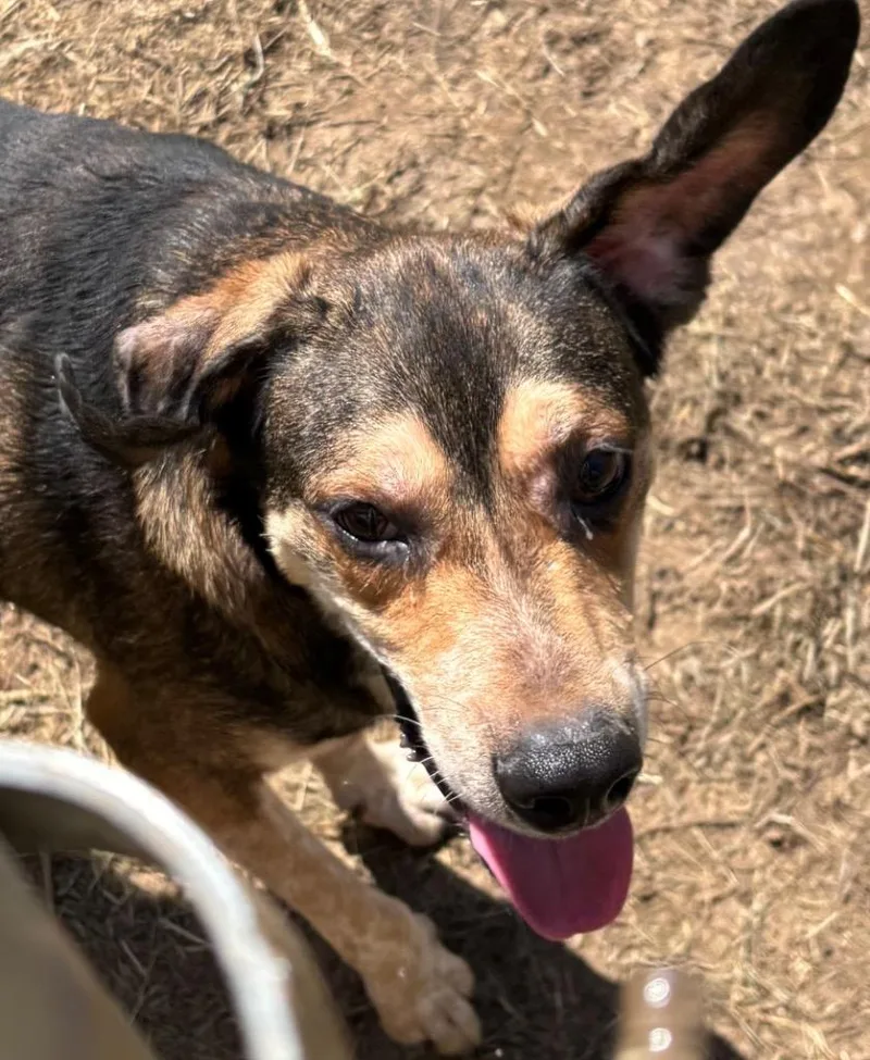An adult large-sized male Hound dog named Jethro for adoption in Elizabethton, TN