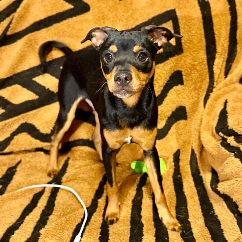 Rigatoni thumbnail 2