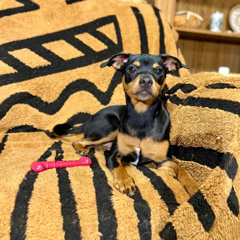 Rigatoni thumbnail 3