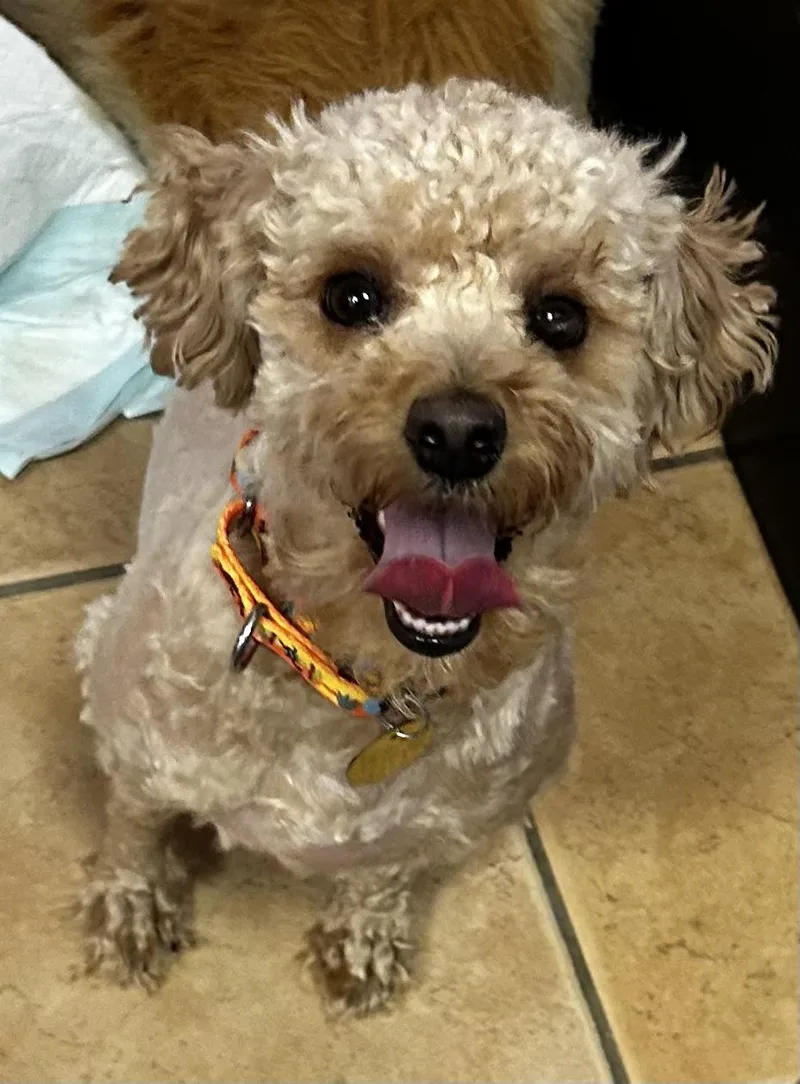A young small-sized male Apricot / Beige Miniature Poodle dog named Damien for adoption in Oak Ridge, NJ