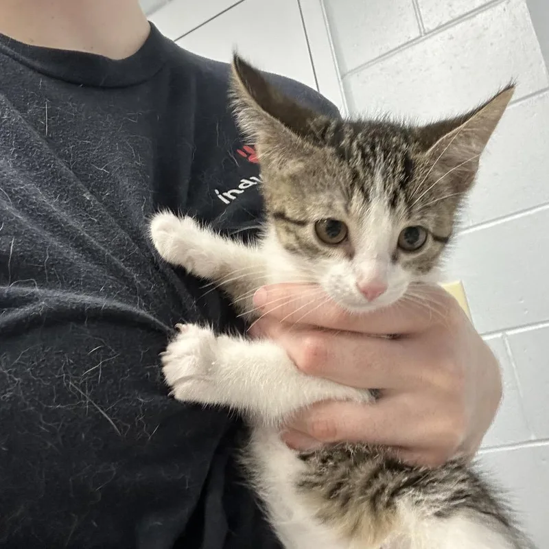 A baby small-sized female Brown / Chocolate Domestic Short Hair cat named Fruit Loops for adoption in Indianapolis, IN