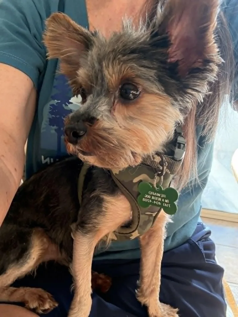 A young small-sized male Tricolor (Brown, Black, & White) Yorkshire Terrier dog named Buddy for adoption in Laguna Hills, CA