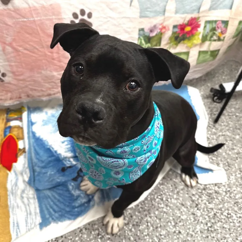 A young large-sized male Black Pit Bull Terrier dog named Moo Moo Vt for adoption in Las Vegas, NV