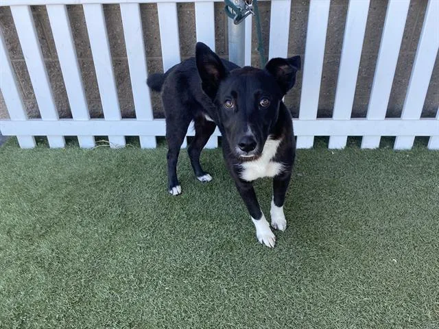 A young medium-sized male Border Collie dog named Hatch for adoption in Modesto, CA