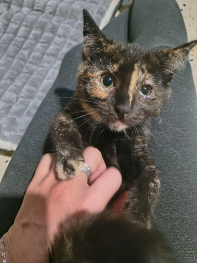 A baby medium-sized female Tortoiseshell Domestic Short Hair cat named Ms. Peacock for adoption in Overland Park, KS