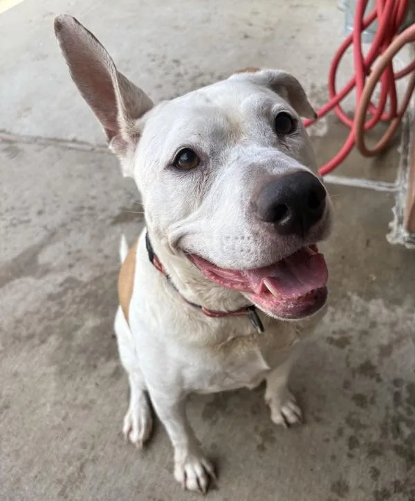 An adult large-sized female Pit Bull Terrier dog named Bean for adoption in Sioux City, IA