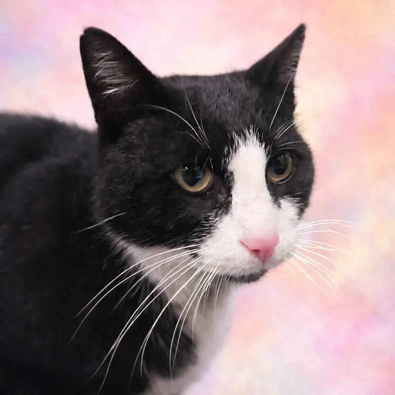 An adult small-sized male Black Domestic Short Hair cat named Polo for adoption in Pasadena , MD