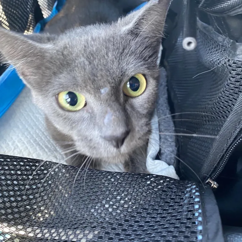 An adult medium-sized female Gray / Blue / Silver Domestic Short Hair cat named Freya for adoption in Los Angeles, CA
