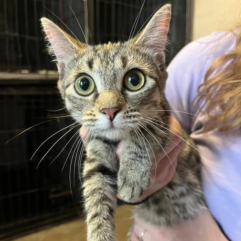 A young small-sized female Brown / Chocolate Domestic Short Hair cat named Badge for adoption in Stephenville, TX