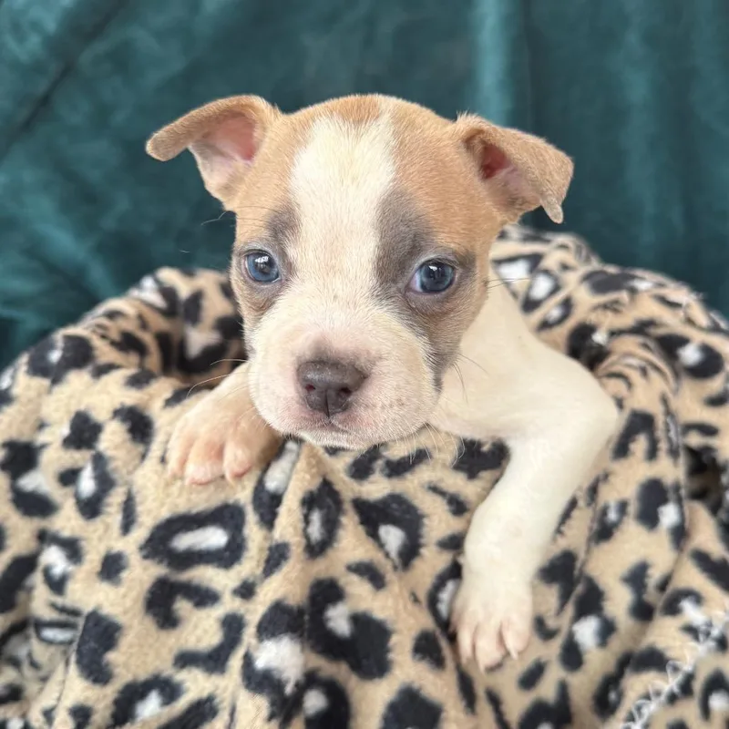 A baby medium-sized female American Staffordshire Terrier dog named Fang for adoption in Murray, UT