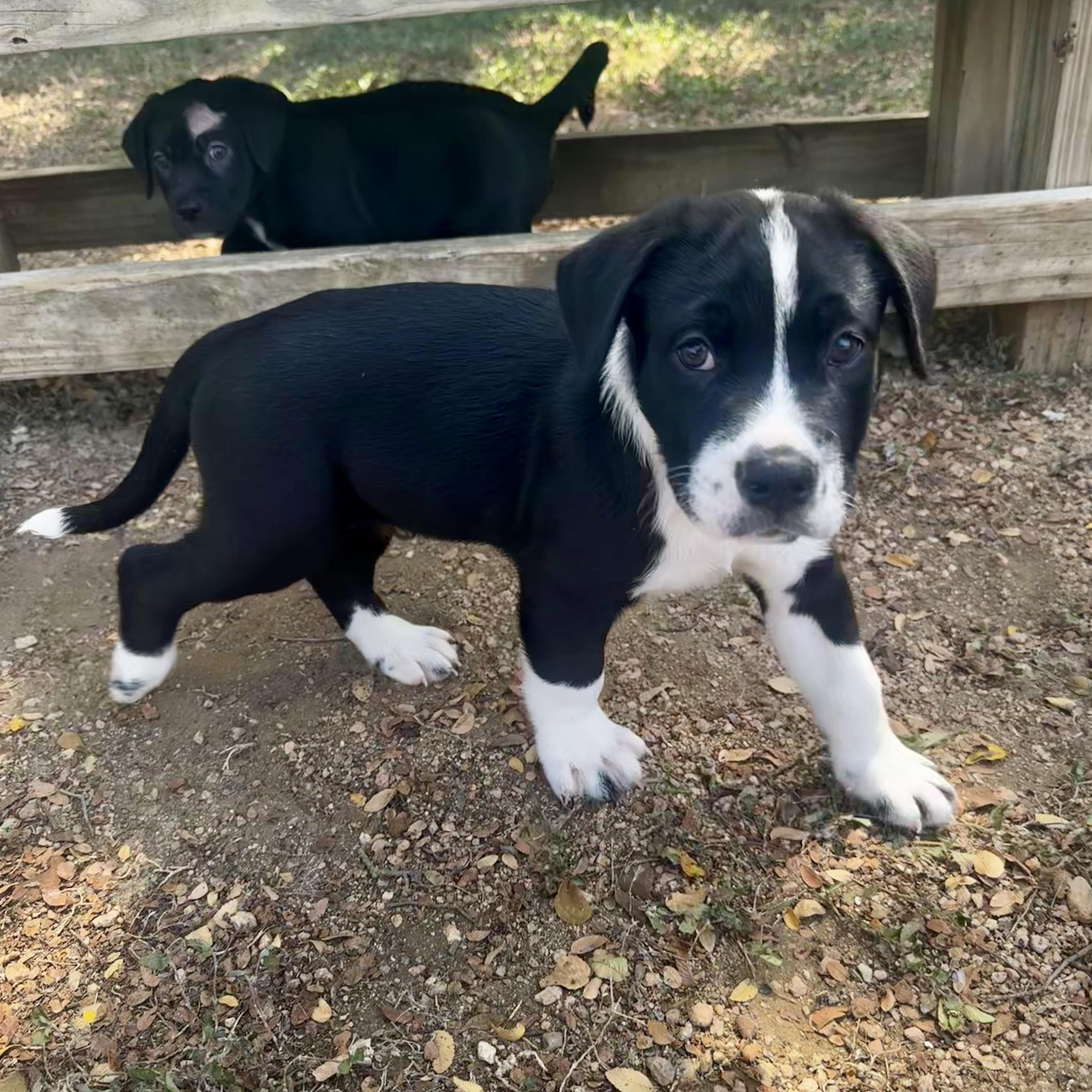 A baby large-sized male Retriever dog named Mighty for adoption in Bulverde, TX