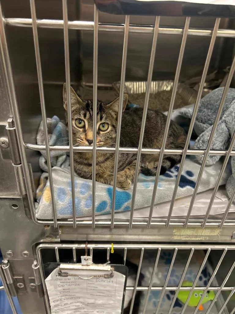 A baby medium-sized male Domestic Short Hair cat named 2026-07-144 for adoption in Winder, GA