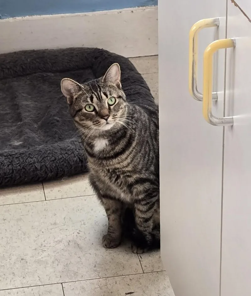 A young medium-sized female Tabby (Brown / Chocolate) Domestic Short Hair cat named Poppy for adoption in Boiling Springs, PA