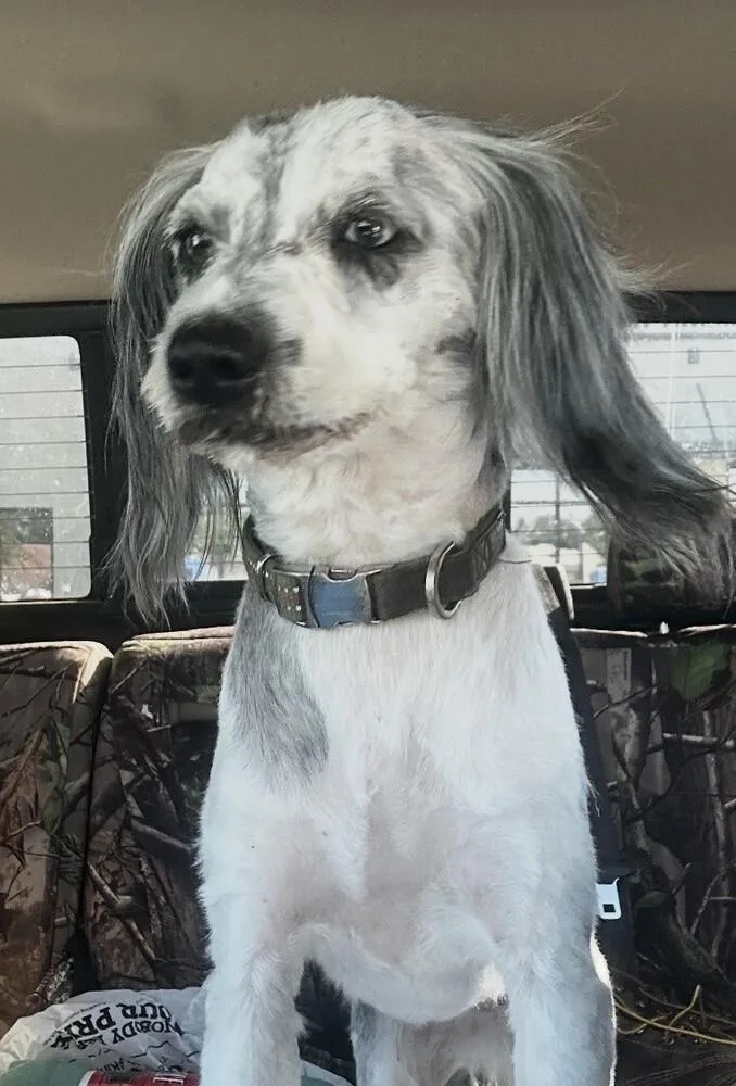 An adult small-sized female Havanese dog named Murphy for adoption in Washington, DC