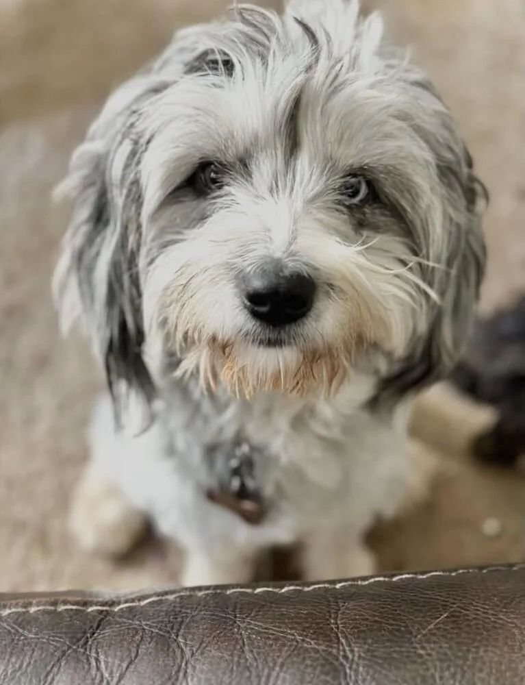 Murphy thumbnail 5