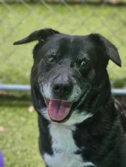 An adult large-sized female Mixed Breed dog named Zoey for adoption in Savannah, GA