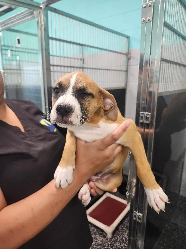 A young medium-sized female Tricolor (Brown, Black, & White) Boxer dog named Beyonce for adoption in Jackson, TN