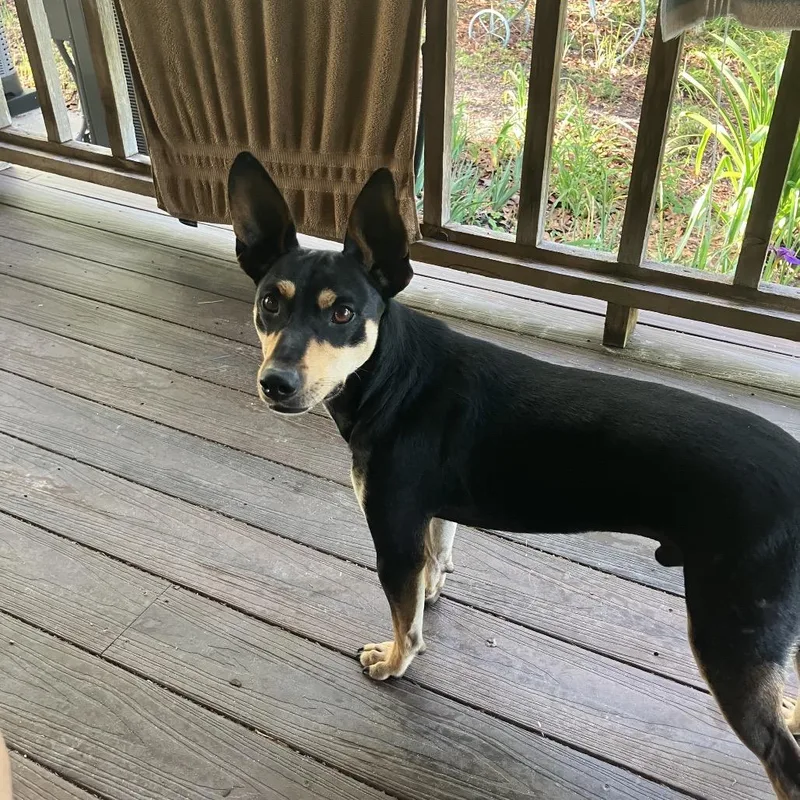 A young medium-sized male Black Black and Tan Coonhound dog named Wilson for adoption in New Orleans, LA