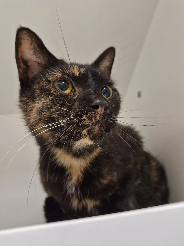 An adult medium-sized female Tortoiseshell Domestic Short Hair cat named Yemma for adoption in Frankfort, KY