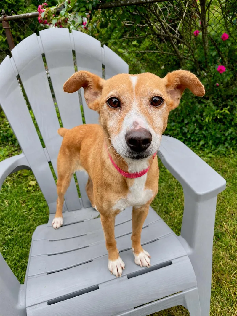 An adult small-sized female Mixed Breed dog named Patty Melt for adoption in Rochester , NY