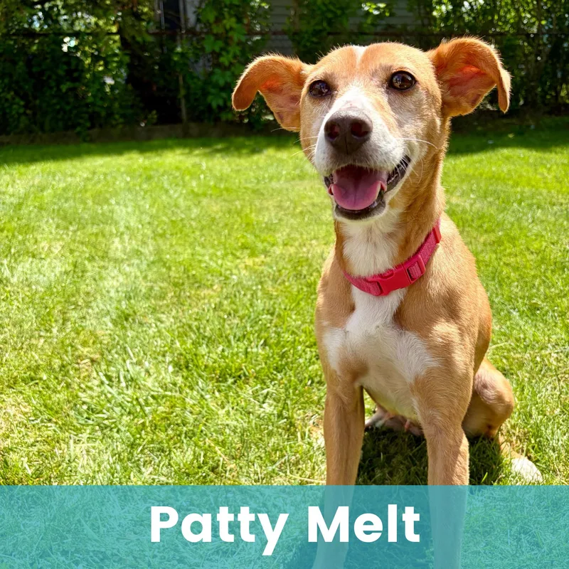 Patty Melt thumbnail 3