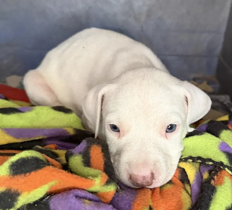 A baby medium-sized female White / Cream Pit Bull Terrier dog named Ivory for adoption in Seguin, TX