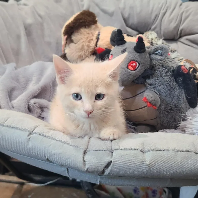 A baby small-sized male Buff / Tan / Fawn Domestic Short Hair cat named Calvin for adoption in Layton, UT