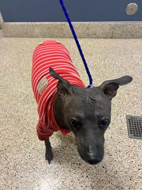 An adult medium-sized female Xoloitzcuintli / Mexican Hairless dog named Luisa for adoption in Miami, FL