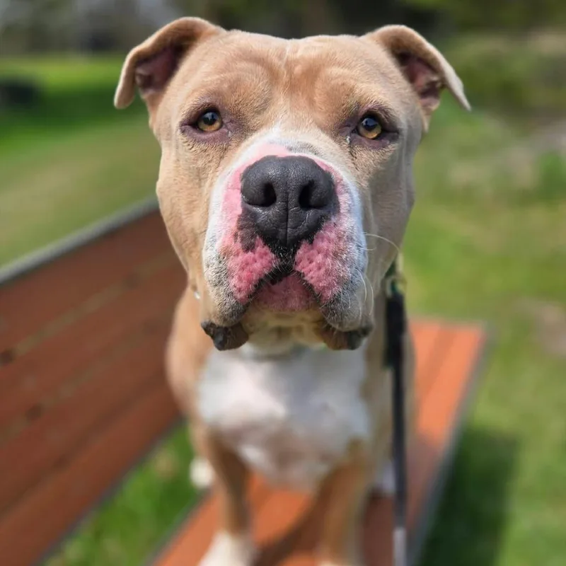 An adult large-sized male Yellow / Tan / Blond / Fawn Pit Bull Terrier dog named Charles for adoption in Brainerd, MN