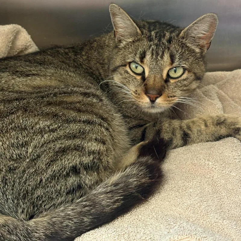 An adult large-sized female Brown / Chocolate Domestic Short Hair cat named Victoria for adoption in East Hanover, NJ