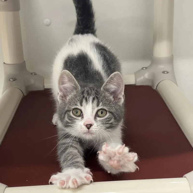A baby small-sized male White Domestic Short Hair cat named Bayleaf for adoption in Delaware, OH