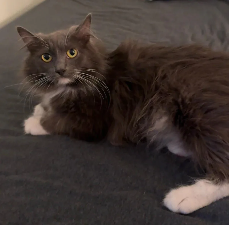 Helena Lee thumbnail 2