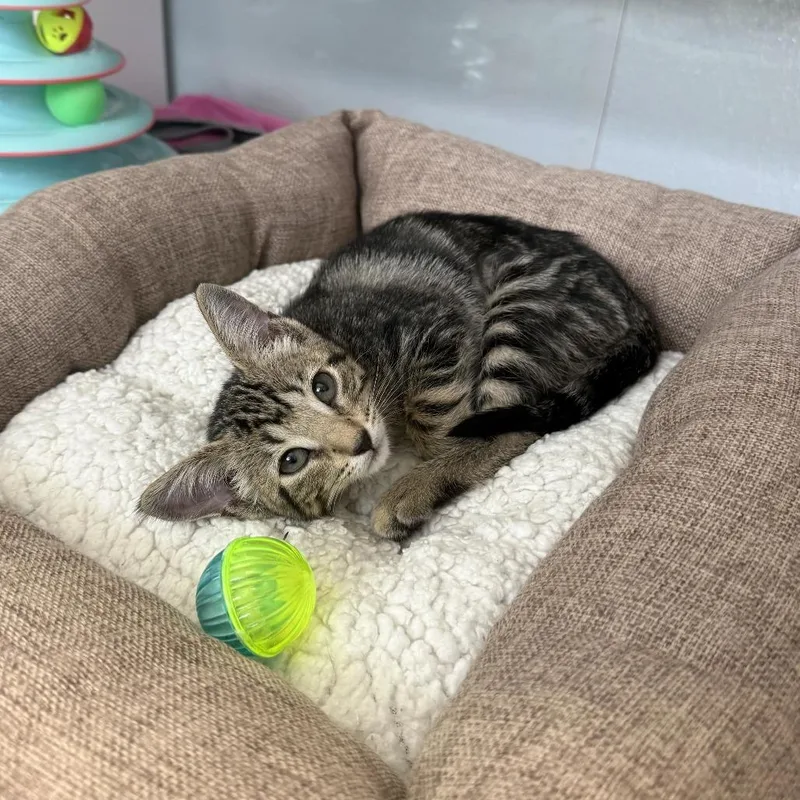 A baby small-sized female Brown / Chocolate Domestic Short Hair cat named Cookie for adoption in Jupiter, FL