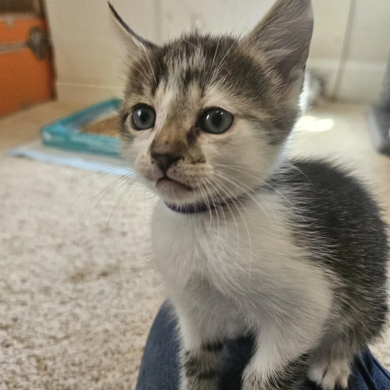 Duncan